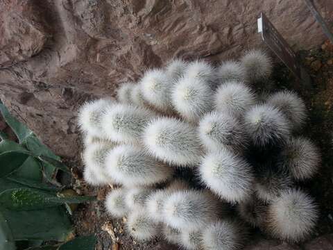 Image de Echinocereus nivosus Glass & R. A. Foster