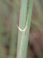 Imagem de Miscanthus junceus (Stapf) Pilg.