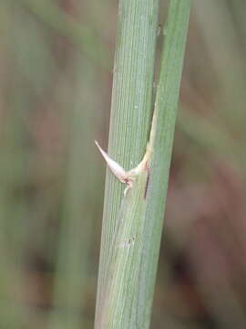 Image of Wireleaf Daba Grass
