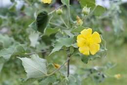 Imagem de Abutilon indicum (L.) Sweet