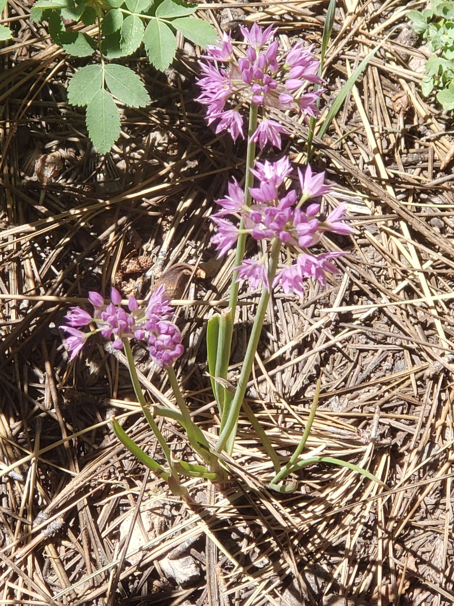 Image of twincrest onion