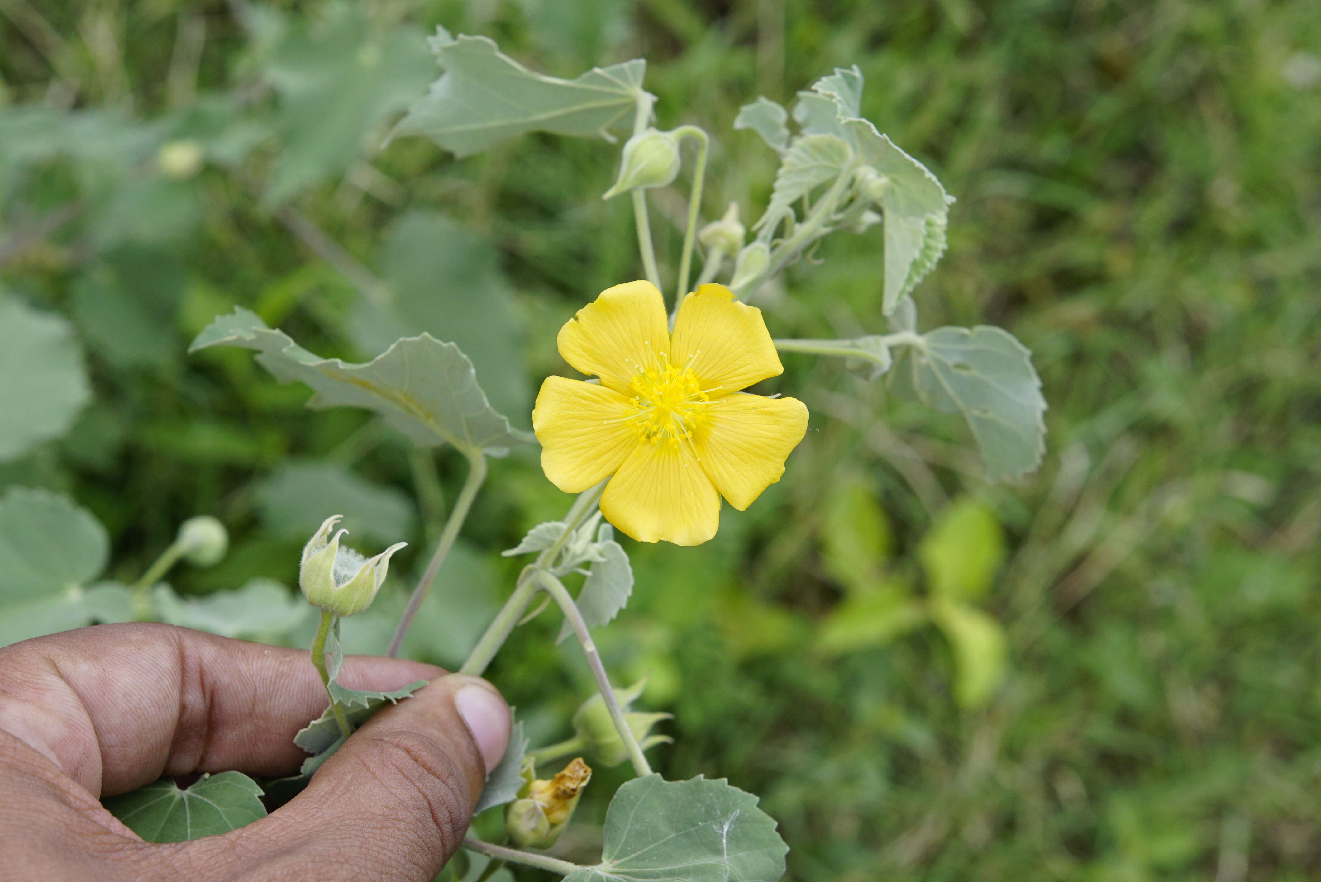 Imagem de Abutilon indicum (L.) Sweet