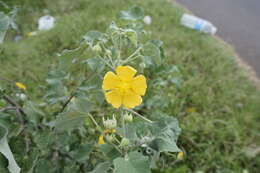 Imagem de Abutilon indicum (L.) Sweet