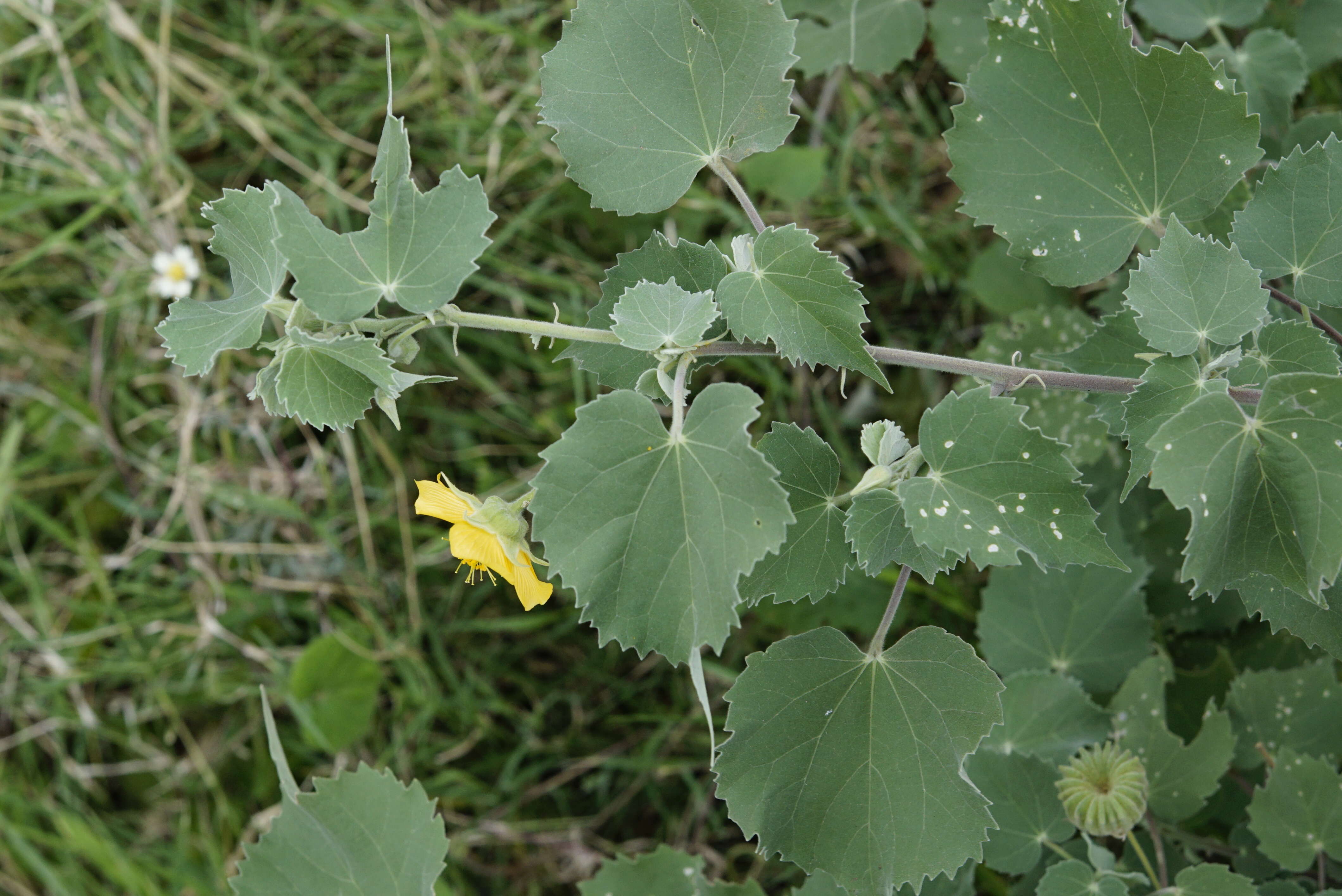 Imagem de Abutilon indicum (L.) Sweet