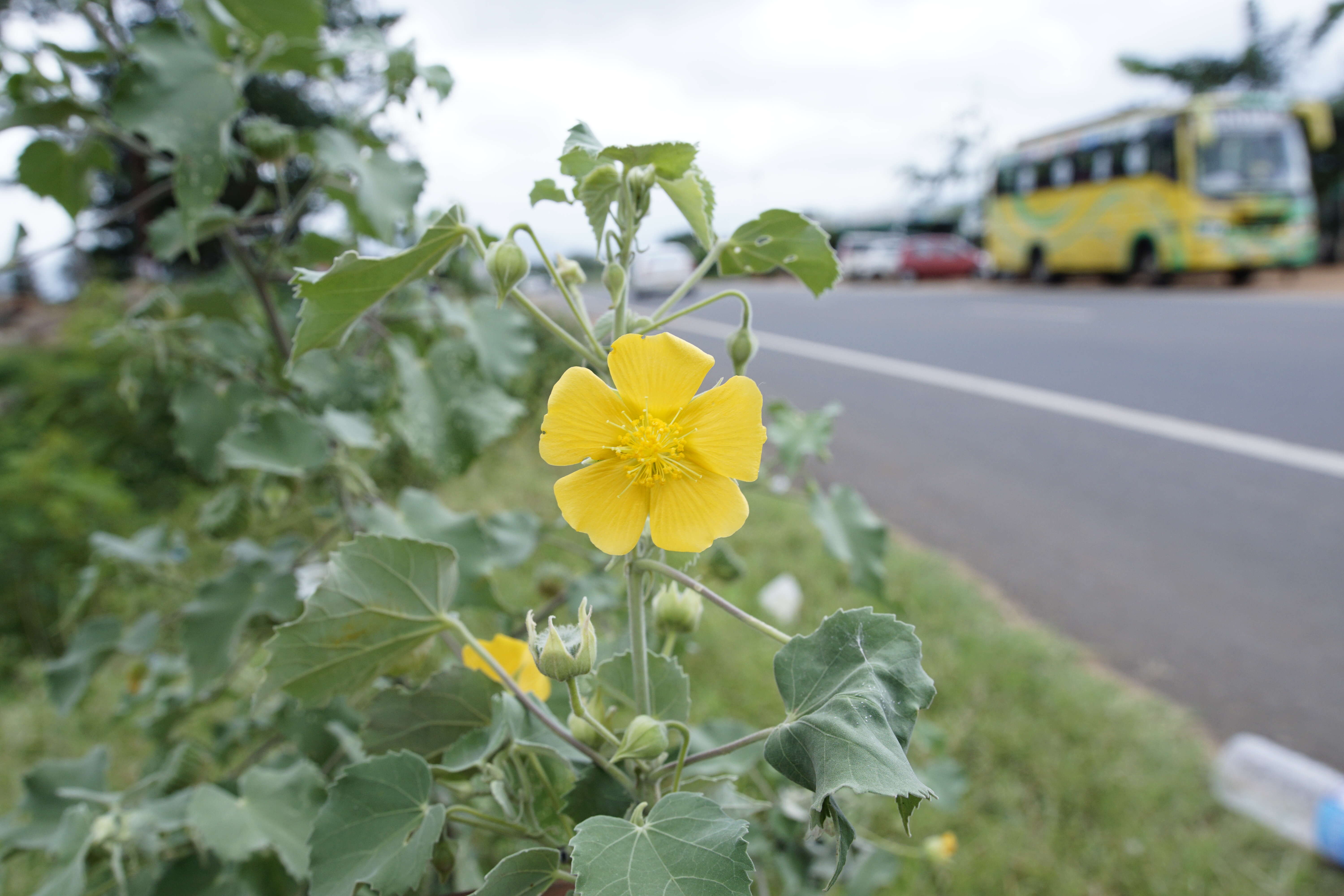 Imagem de Abutilon indicum (L.) Sweet