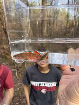 Image of Redspot Darter