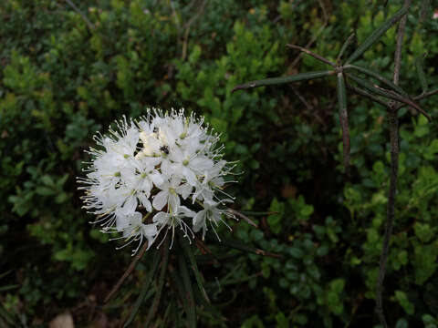 Imagem de Rhododendron tomentosum (Stokes) Harmaja