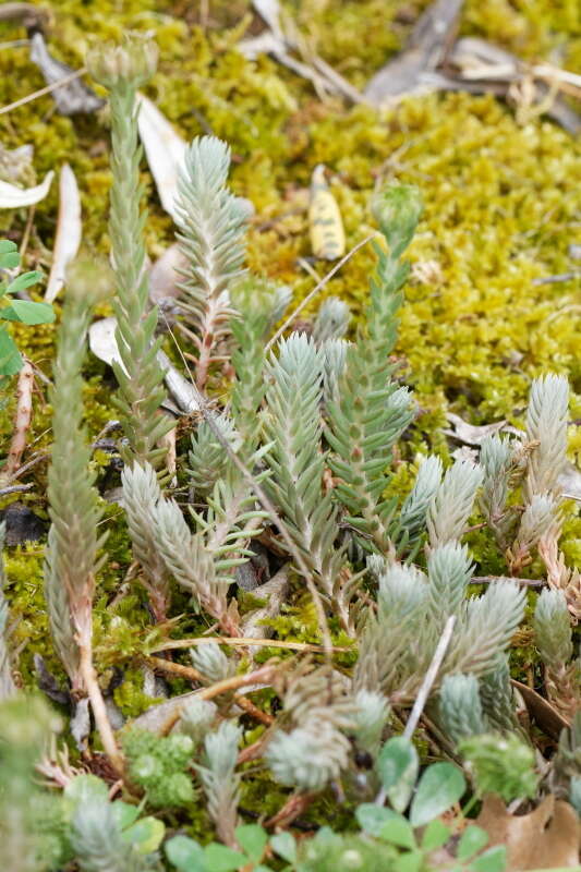 Image of European stonecrop