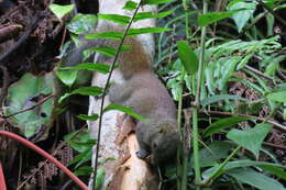 Image of Gray-bellied Squirrel