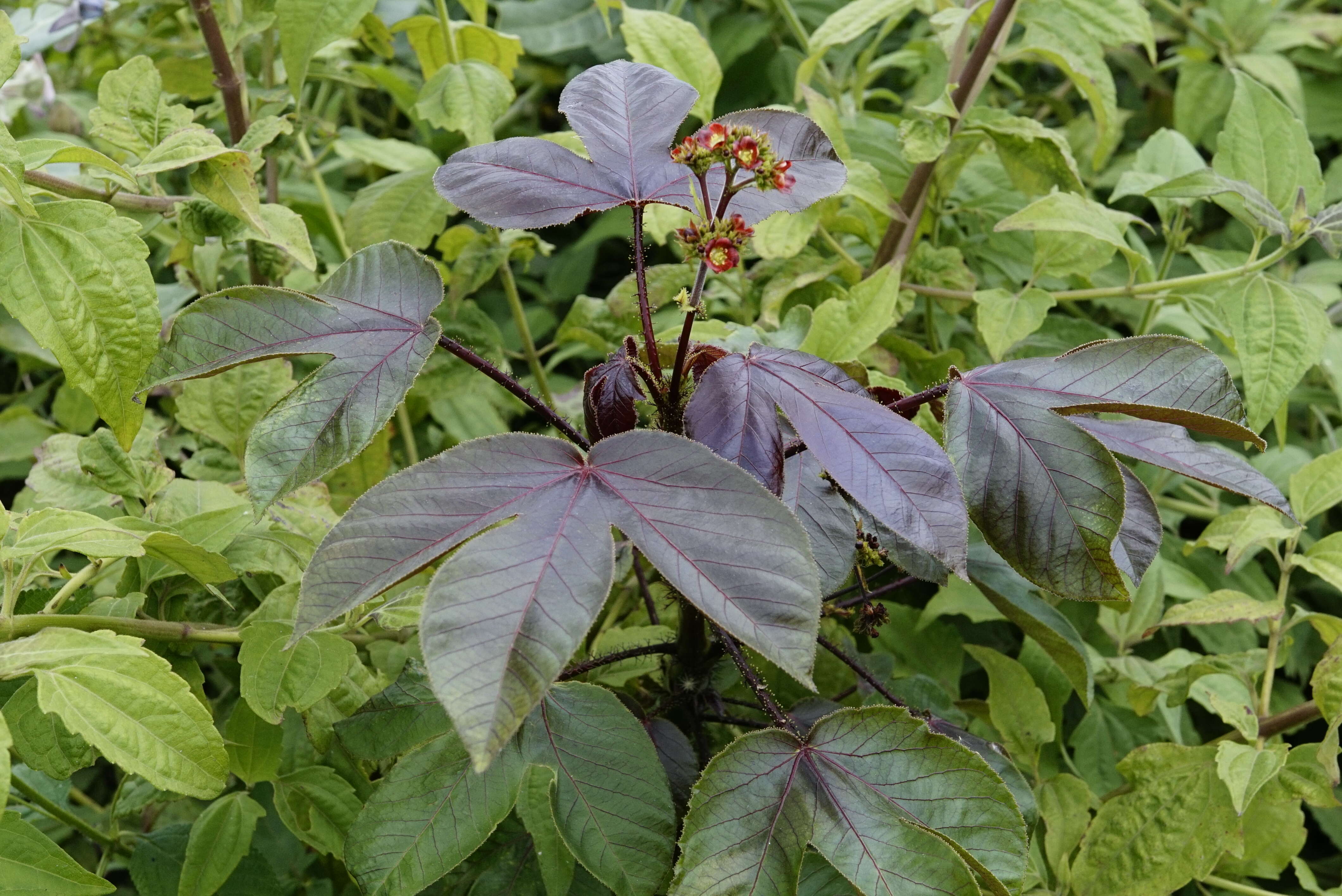 Image of bellyache bush