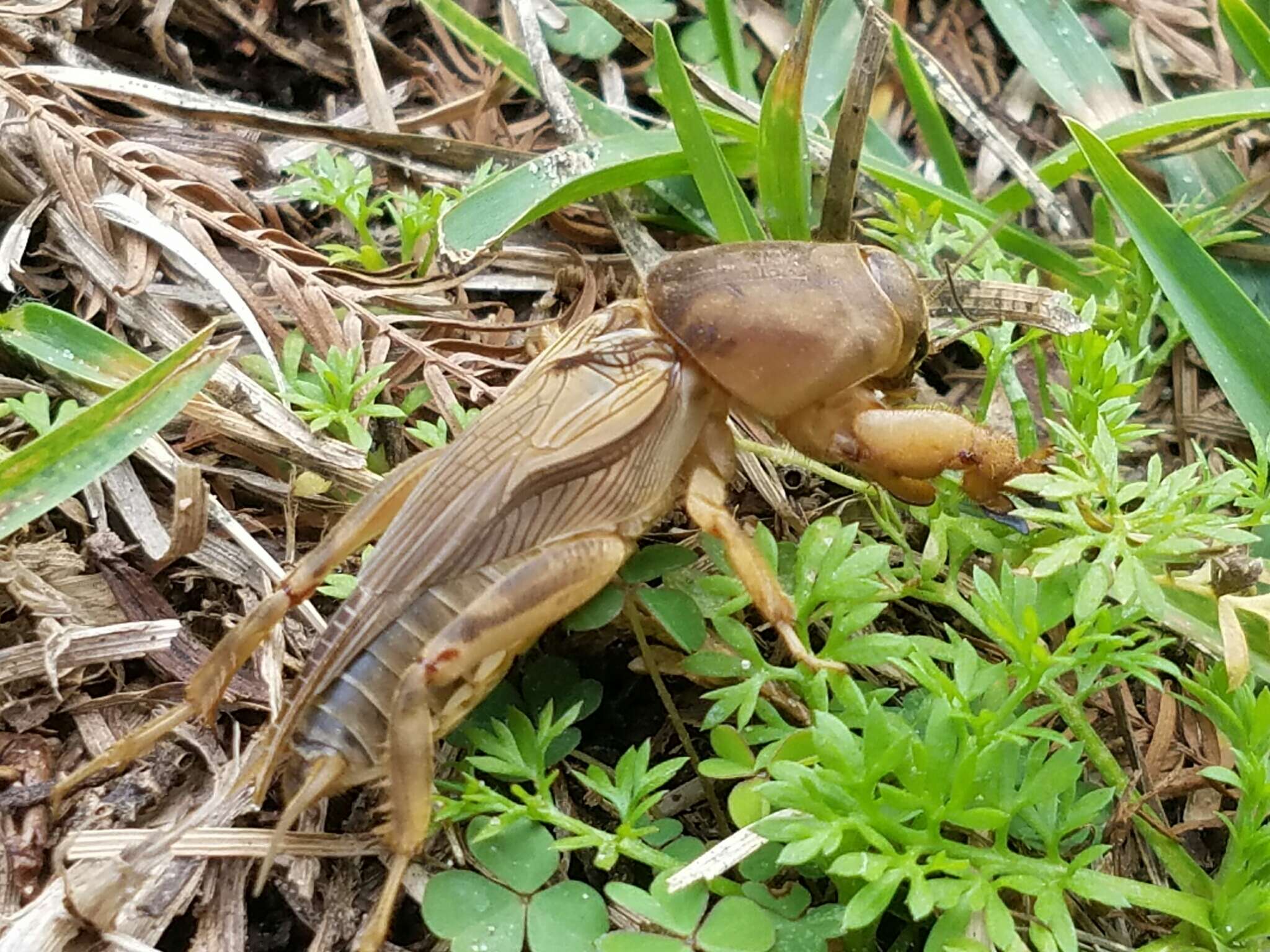 Image of Tawny Mole Cricket