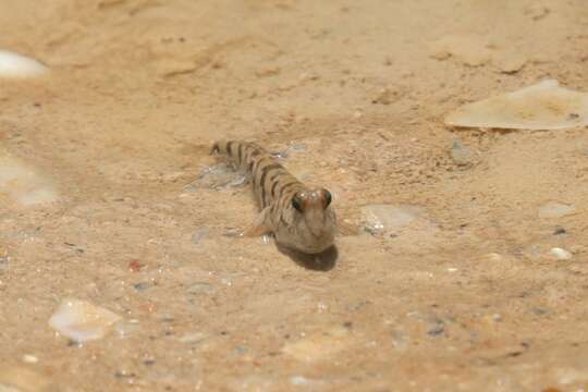 Image of Darwin&#39;s mudskipper