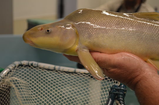 Image of Razorback Sucker