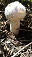 Image of Agaricus deserticola G. Moreno, Esqueda & Lizárraga 2010