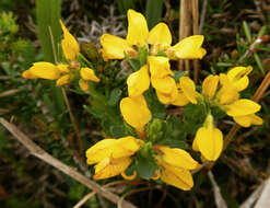 Image of Genista hispanica L.