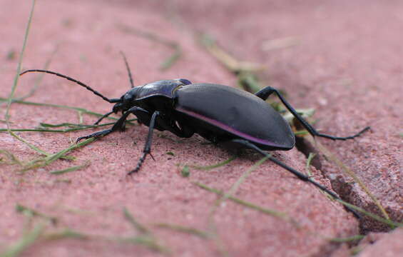 Image of Violet Ground Beetle