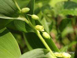 Sivun Heteropolygonatum alte-lobatum (Hayata) Y. H. Tseng, H. Y. Tzeng & C. T. Chao kuva