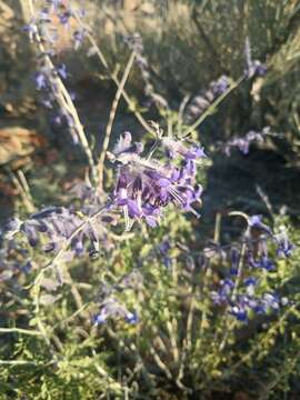 Image of <i>Salvia abrotanoides</i>