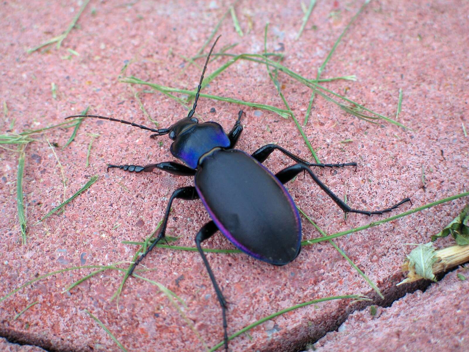 Image of Violet Ground Beetle