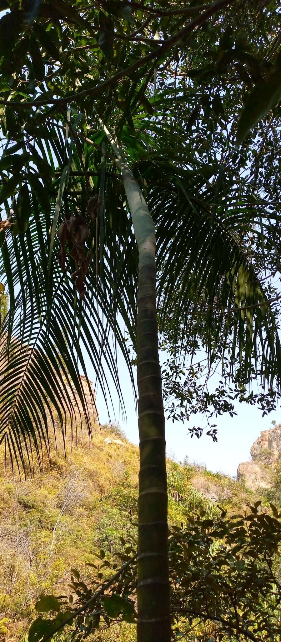 Image of Onilahy palm