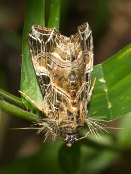 Image of Callopistria rivularis Walker 1857