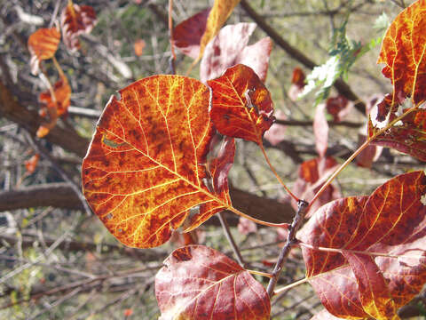 Image de "Arbre à perruque, Sumac Fustet"