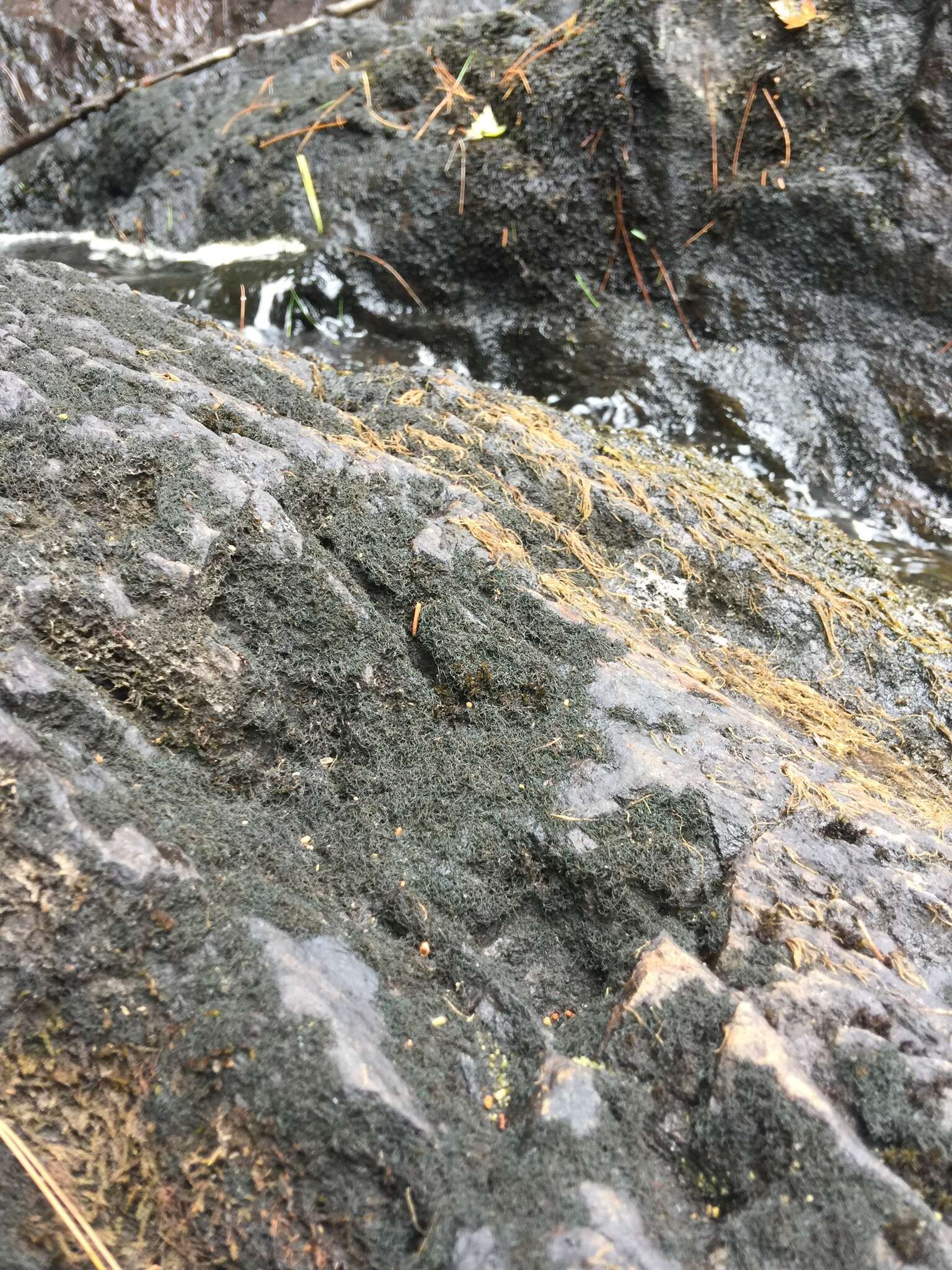 Image of Woollybear lichens