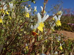 Image of Nemesia anisocarpa E. Mey. ex Benth.