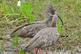 Image of Plumbeous Ibis