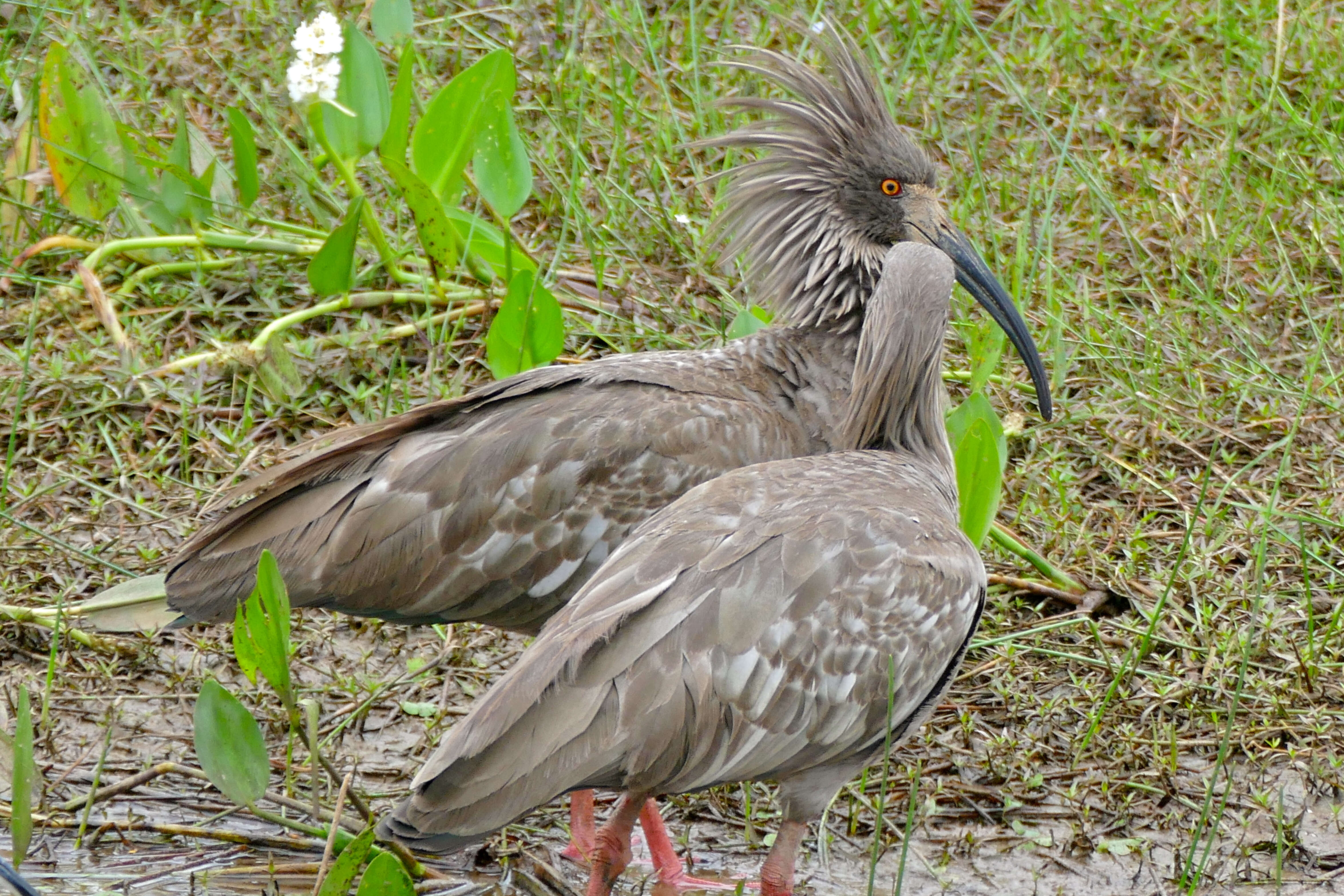 Image of Plumbeous Ibis