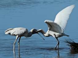 Imagem de Platalea flavipes Gould 1838