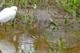 Image of Plumbeous Ibis