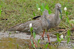 Image of Plumbeous Ibis