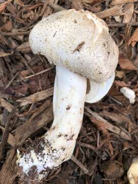 Plancia ëd Agaricus subrutilescens (Kauffman) Hotson & D. E. Stuntz 1938