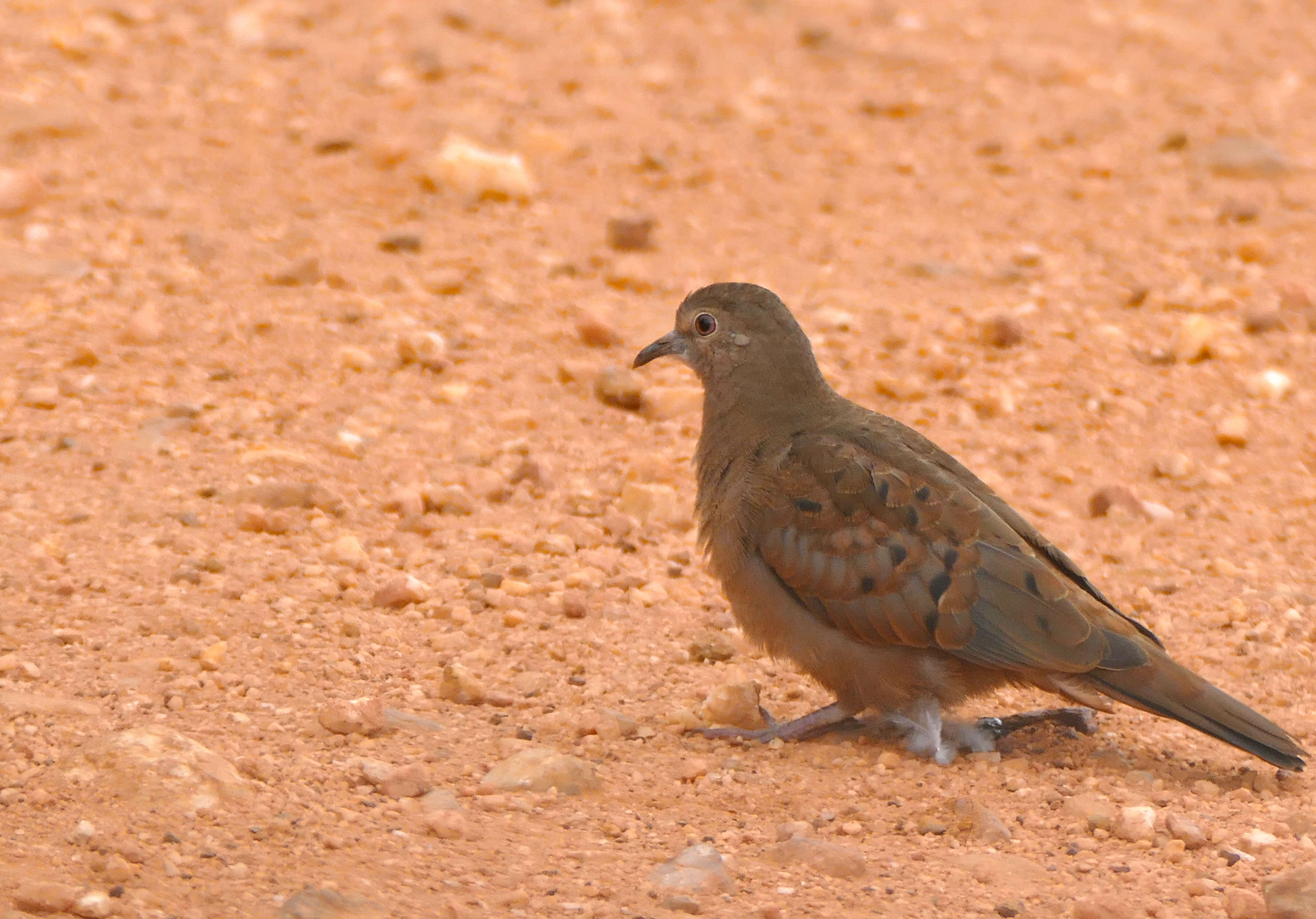 Image of Ruddy Ground Dove