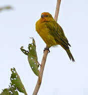 Image of Saffron Finch