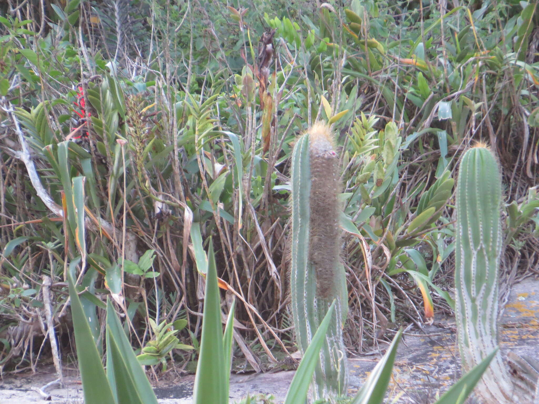 Coleocephalocereus fluminensis (Miq.) Backeb.的圖片