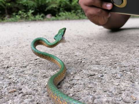 صورة Leptophis coeruleodorsus Oliver 1942