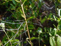 Image of rough boneset