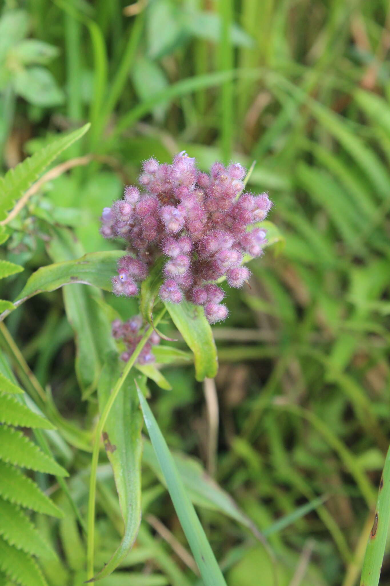 Sivun Floscopa glomerata (Willd. ex Schult. & Schult. fil.) Hassk. kuva