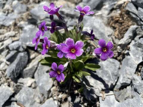 Image of Nevada primrose