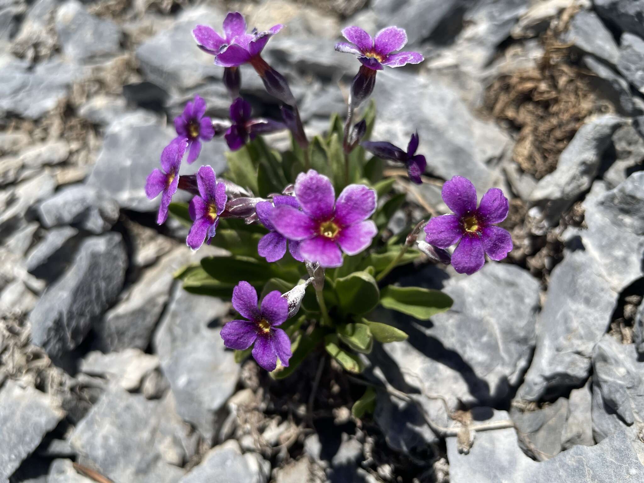 Image of Nevada primrose