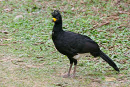 Image of Bare-faced Curassow