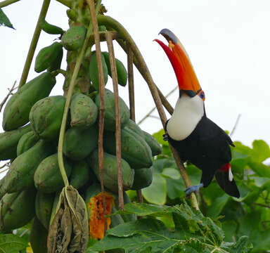 Image of Toco Toucan