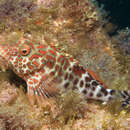 Image of Mottled hawkfish