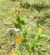 Image of saddle-backed bushcricket