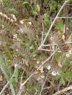 Image of Phacelia hirtuosa A. Gray