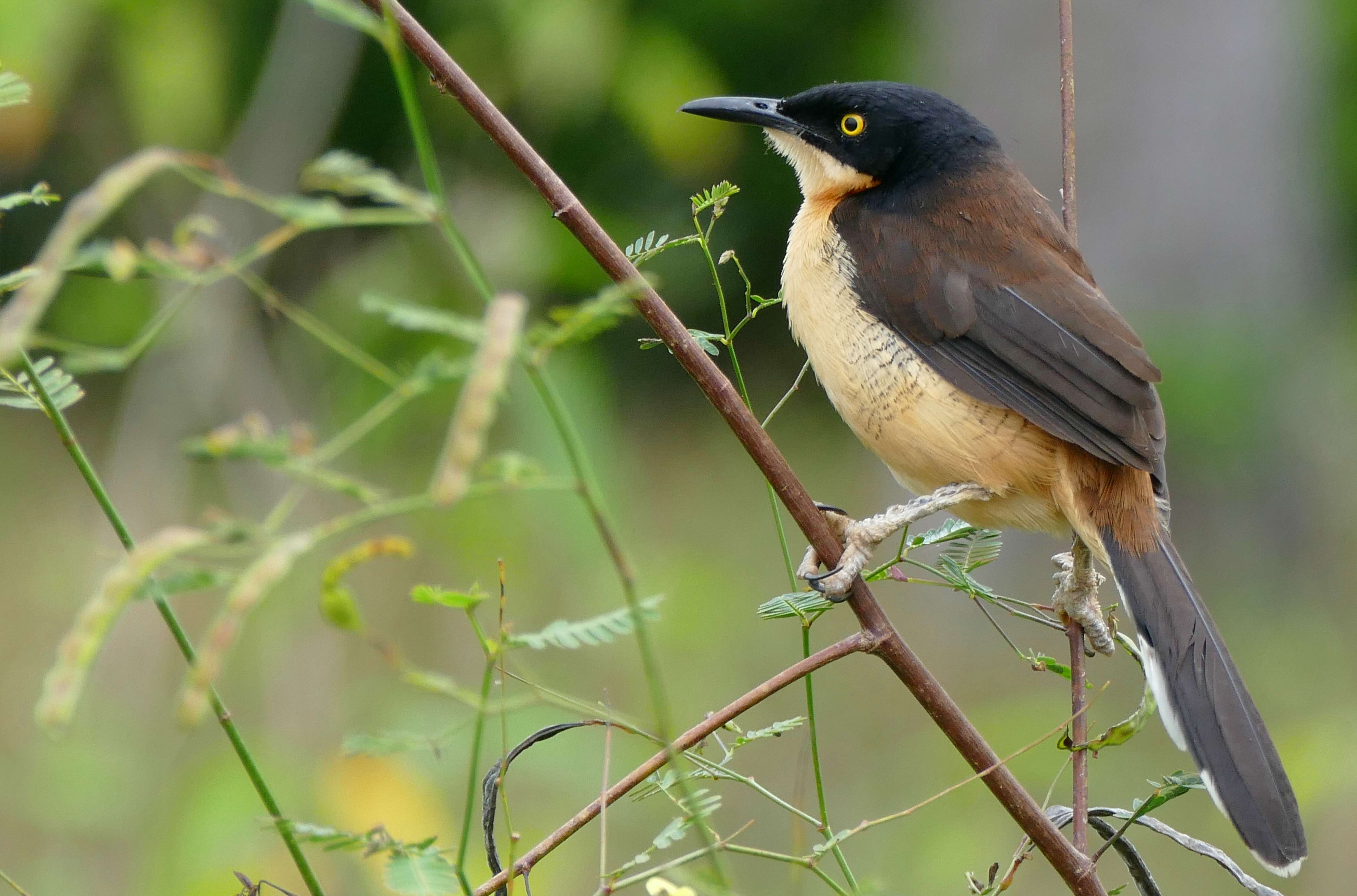 Donacobiidae resmi