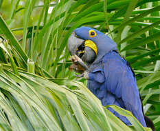 Image of Hyacinth Macaw