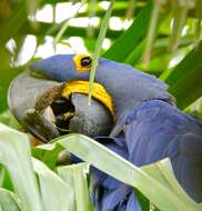 Image of Hyacinth Macaw